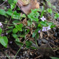 Neanotis monosperma (Wight & Arn.) W.H.Lewis