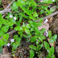 Neanotis monosperma (Wight & Arn.) W.H.Lewis