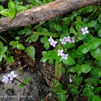 Neanotis monosperma (Wight & Arn.) W.H.Lewis