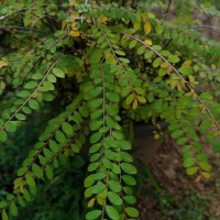 <i>Phyllanthus cochinchinensis</i>  Spreng.
