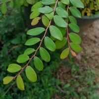Phyllanthus cochinchinensis Spreng.