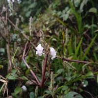 Strobilanthes viscosa var. viscosa (Arn. ex Nees) T.Anderson