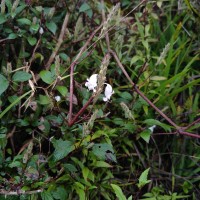Strobilanthes viscosa var. viscosa (Arn. ex Nees) T.Anderson