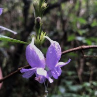 Strobilanthes viscosa var. digitalis (Nees) C.B.Clarke
