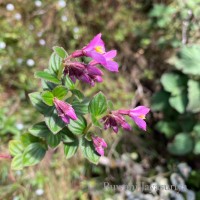 Sonerila harveyi Thwaites