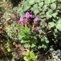 Sonerila harveyi Thwaites