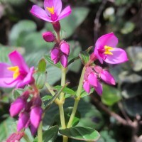 Sonerila harveyi Thwaites