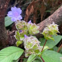 Strobilanthes sexennis var. sexennis Nees