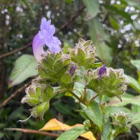 Strobilanthes sexennis var. sexennis Nees