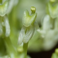 Liparis viridiflora (Blume) Lindl.