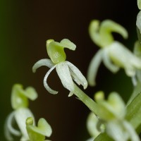 <i>Liparis viridiflora</i>  (Blume) Lindl.