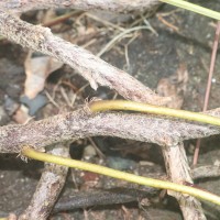 Davallia canariensis (L.) Sm.