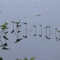 Ipomoea aquatica Forssk.