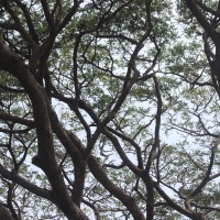 Samanea saman (Jacq.) Merr.