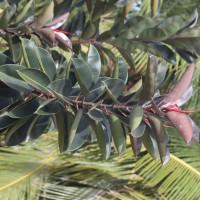 Ficus elastica Roxb. ex Hornem.