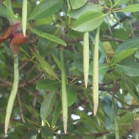 Rhizophora mucronata Poir.