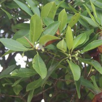 Rhizophora mucronata Poir.