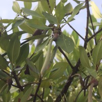 Rhizophora mucronata Poir.