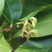 Rhizophora mucronata Poir.