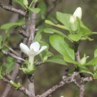 Catunaregam spinosa (Thunb.) Tirveng.