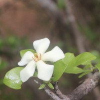 Catunaregam spinosa (Thunb.) Tirveng.