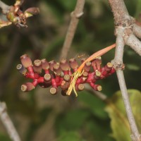 Dendrophthoe falcata (L.f.) Ettingsh.