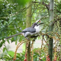 Ptychosperma macarthurii (H.Wendl. ex H.J.Veitch) H.Wendl. ex Hook.f.