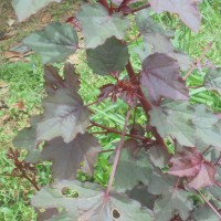 Hibiscus acetosella Welw. ex Hiern