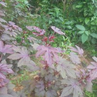 Hibiscus acetosella Welw. ex Hiern