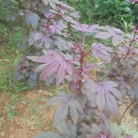 Hibiscus acetosella Welw. ex Hiern