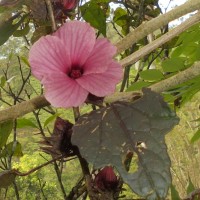 Hibiscus acetosella Welw. ex Hiern