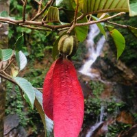 Dipterocarpus glandulosus Thwaites
