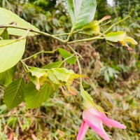 Dipterocarpus insignis Thwaites