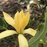 Magnolia champaca (L.) Baill. ex Pierre