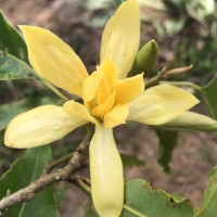 Magnolia champaca (L.) Baill. ex Pierre