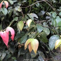 Cinnamomum dubium Nees