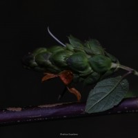 Strobilanthes laxa T.Anderson