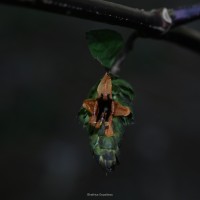 Strobilanthes laxa T.Anderson