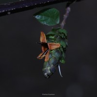 Strobilanthes laxa T.Anderson