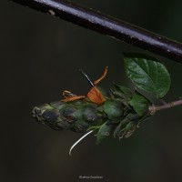 Strobilanthes laxa T.Anderson