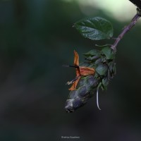 Strobilanthes laxa T.Anderson