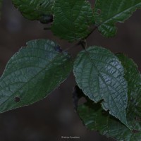 Strobilanthes laxa T.Anderson