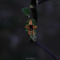 Strobilanthes laxa T.Anderson