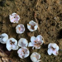 Doona gardneri Thwaites