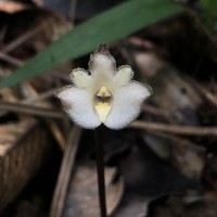 Gastrodia aenigmata C.Bandara, Atthan. & Kumar