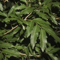 Dimocarpus gardneri (Thwaites) Leenh.