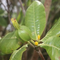 Gardenia fosbergii Tirveng.