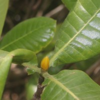 Gardenia fosbergii Tirveng.