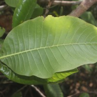 Gardenia fosbergii Tirveng.