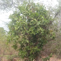 Dendrophthoe falcata (L.f.) Ettingsh.